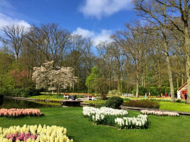 Kuzey Hollanda Hollanda 'da baharın manzarası