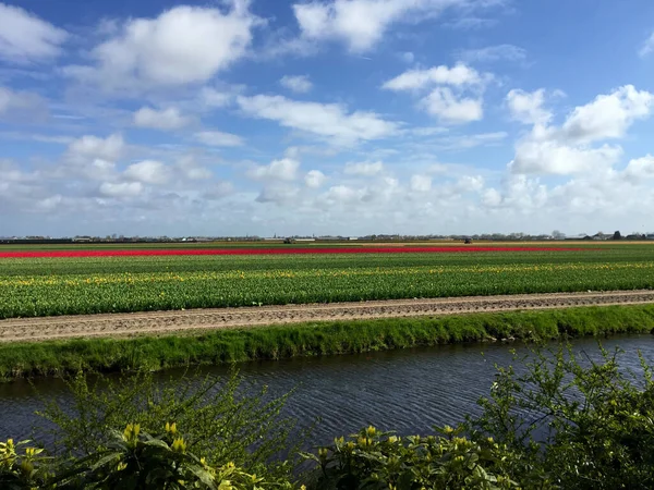 landscape with lake and flowers against blue sky at sunny day, North Holland Netherlands