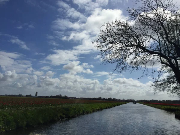Краєвид Озером Квітами Проти Блакитного Неба Сонячний День Північна Голландія — стокове фото