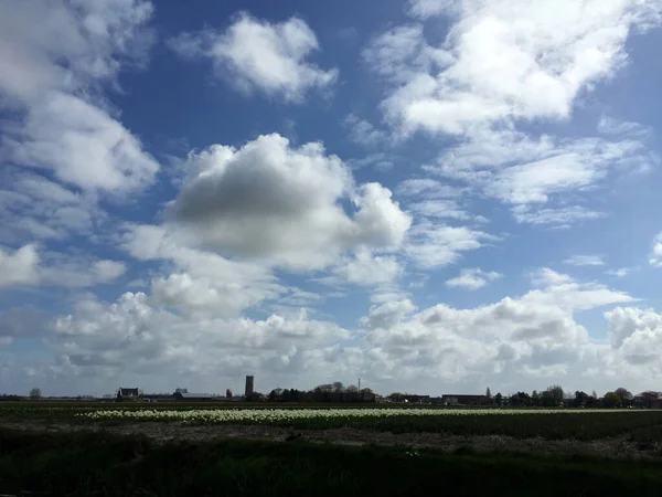 Landskap Tulpan Fält Med Blå Himmel Nordholland Nederländerna — Stockfoto