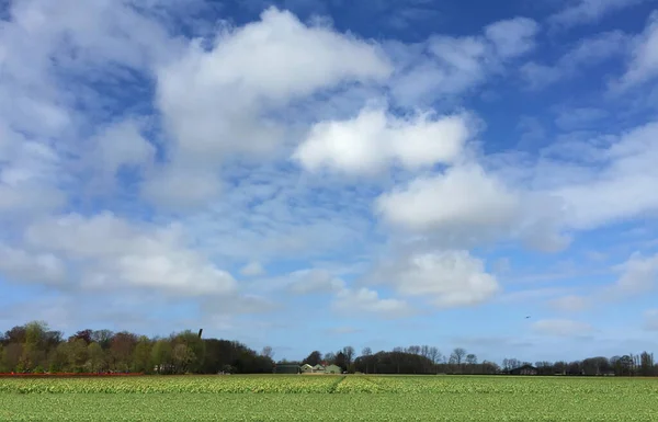 Ландшафт Тюльпанового Поля Блакитним Небом Північній Голландії — стокове фото