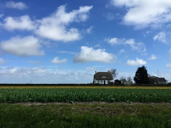 Paisaje Campo Tulipanes Con Cielo Azul Holanda Septentrional Holanda —  Fotos de Stock