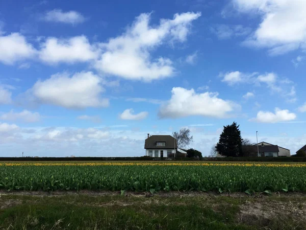 Paisaje Campo Tulipanes Con Cielo Azul Holanda Septentrional Holanda —  Fotos de Stock