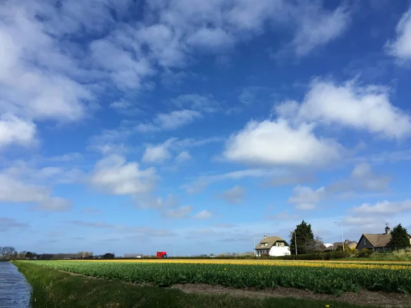 Paisagem Campo Tulipas Com Céu Azul Holanda Norte Países Baixos — Fotografia de Stock