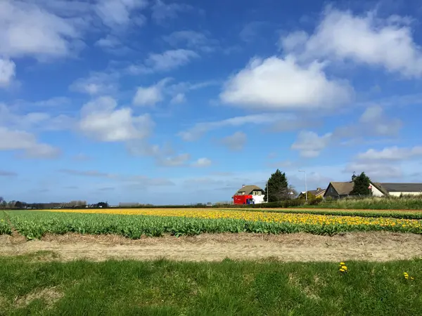 Paisaje Campo Tulipanes Con Cielo Azul Holanda Septentrional Holanda —  Fotos de Stock