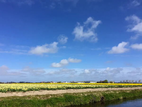 Landschaft Von Tulpenfeld Mit Blauem Himmel Nordholland Niederlande — Stockfoto