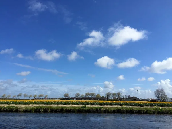 Paisaje Con Lago Flores Contra Cielo Azul Día Soleado Holanda —  Fotos de Stock