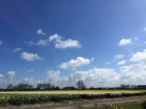 Paysage Champ Tulipes Avec Ciel Bleu Hollande Septentrionale Pays Bas — Photo