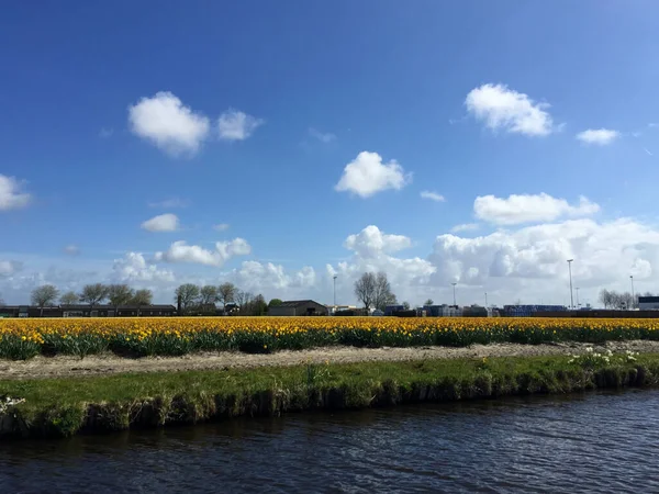 Краєвид Озером Квітами Проти Блакитного Неба Сонячний День Північна Голландія — стокове фото