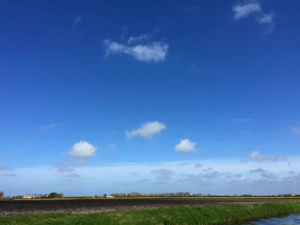 Пейзаж Тюльпанового Поля Голубым Небом Северной Голландии — стоковое фото