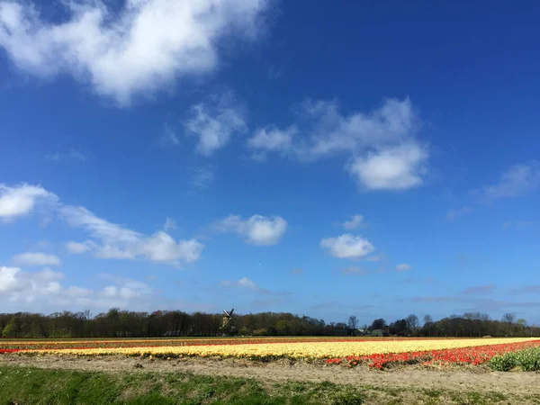 Paysage Champ Tulipes Avec Ciel Bleu Hollande Septentrionale Pays Bas — Photo