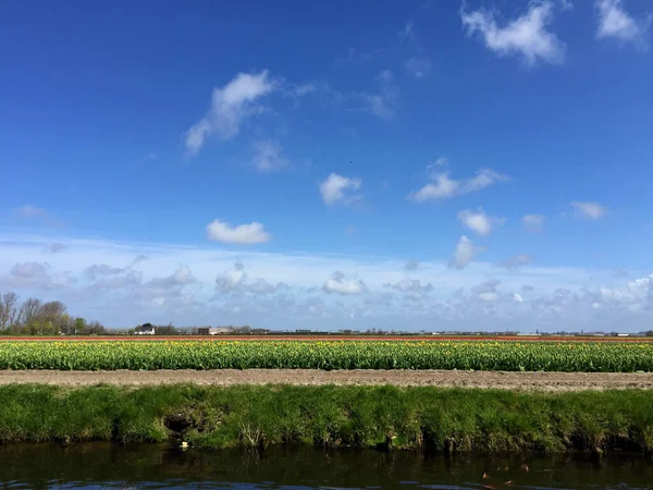 Paisaje Campo Tulipanes Con Cielo Azul Holanda Septentrional Holanda — Foto de Stock