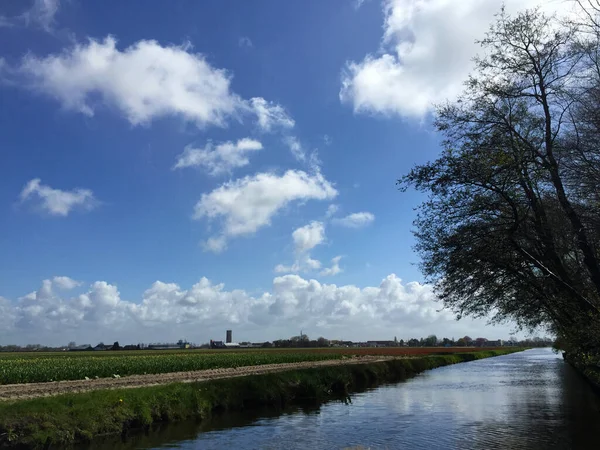 Landschaft Mit See Und Blumen Gegen Blauen Himmel Bei Sonnigem — Stockfoto