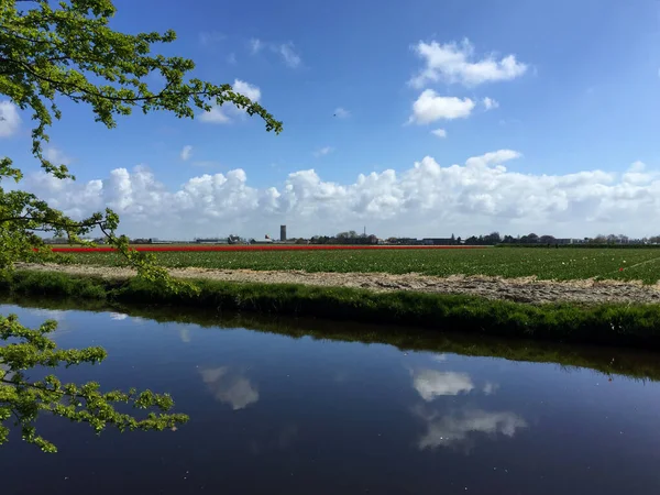 Landschaft Mit See Und Blumen Gegen Blauen Himmel Bei Sonnigem — Stockfoto