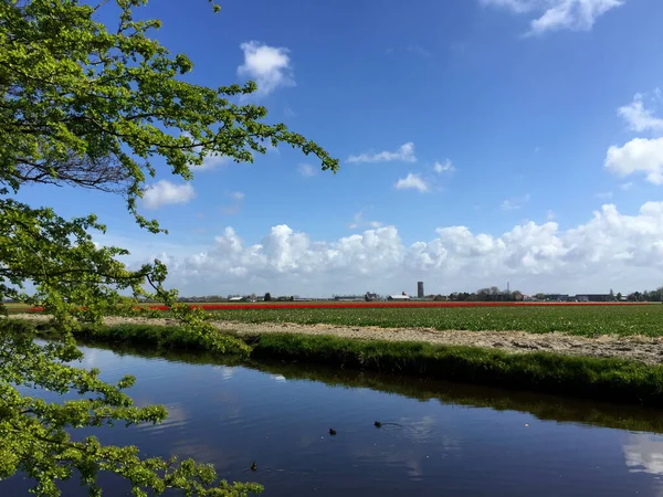 Enten Schwimmen Frühling Auf Dem See Sonniger Tag Nordholland Niederlande — Stockfoto