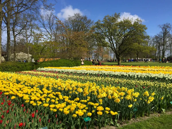 荷兰北部 郁金香盛开在美丽的花园里 — 图库照片