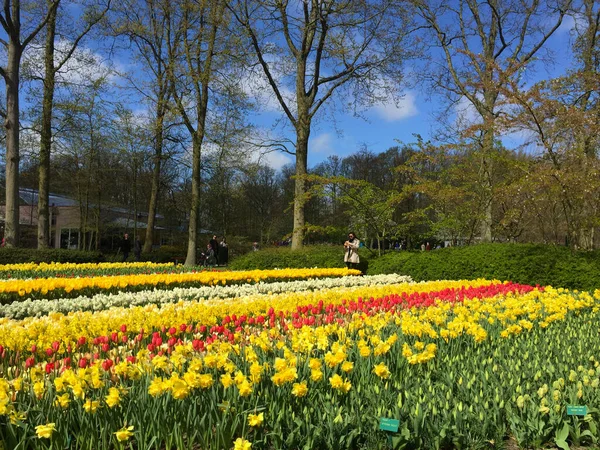 Тюльпаны Цветут Красивом Саду Весной Северная Голландия Нидерланды — стоковое фото