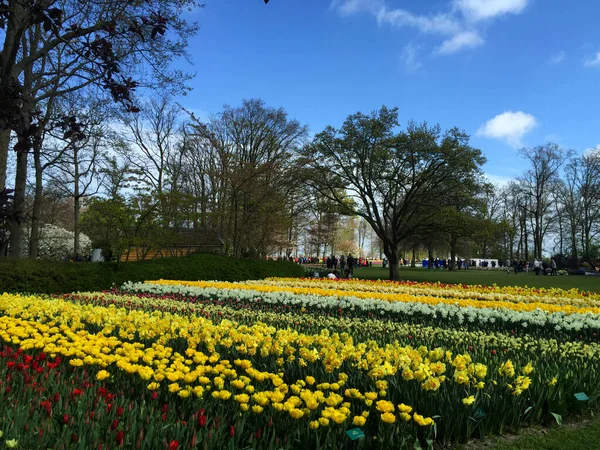 Tulipanes Florecen Hermoso Jardín Primavera Holanda Septentrional Países Bajos —  Fotos de Stock