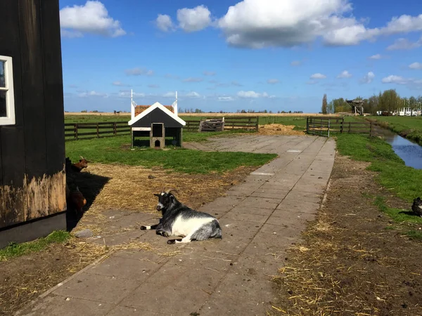 Krowa Gospodarstwie Zaanse Schans Holandia Północna Niderlandy — Zdjęcie stockowe