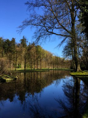 Hollanda Apeldoorn Gelderland Hollanda 'da ilkbaharda güneşli bir günde ormanda doğa manzarası