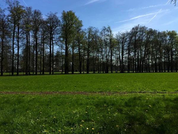 Вид Природи Лісі Весняний Сонячний День Голландії Apeldoorn Gelderland Netherlands — стокове фото
