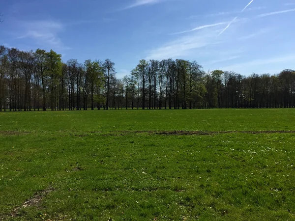 Вид Природи Лісі Весняний Сонячний День Голландії Apeldoorn Gelderland Netherlands — стокове фото