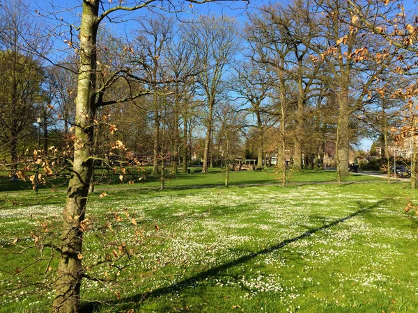 Parkta bahar, Hollanda 'da bahçe Apeldoorn Gelderland Hollanda