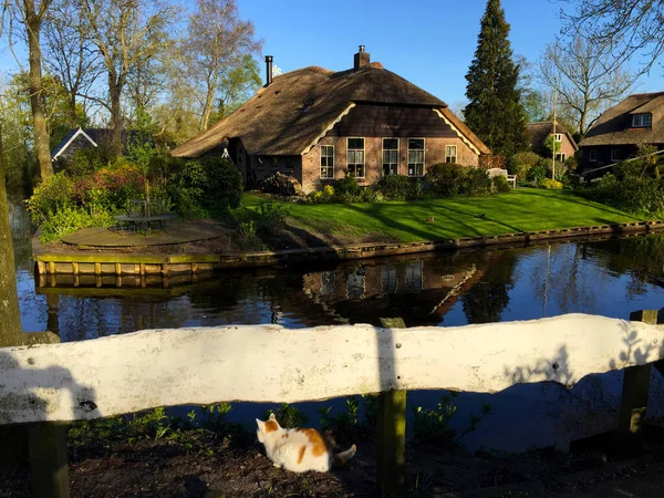 Gato Carretera Pueblo Giethoorn Holanda Países Bajos — Foto de Stock