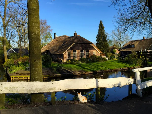 Katze Unterwegs Dorf Giethoorn Holland Niederlande — Stockfoto