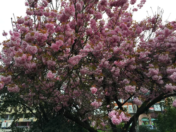 Flor Cerezo Rosa Primavera Tréveris Alemania — Foto de Stock