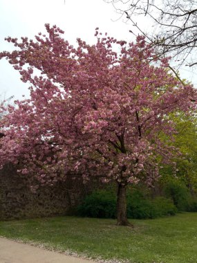 Baharda pembe kiraz çiçeği, Trier Almanya