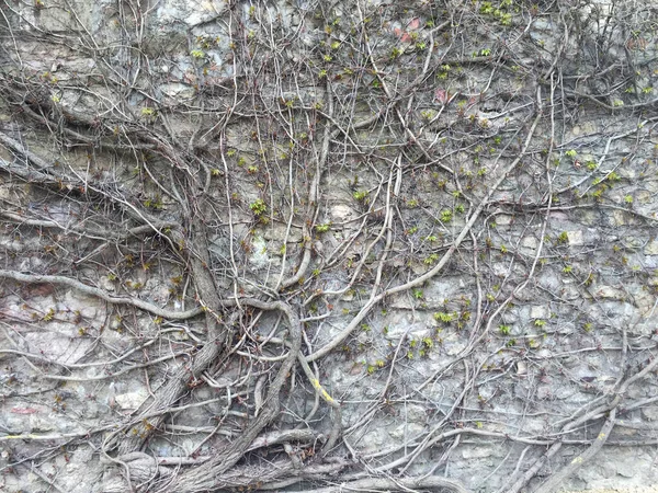 Branches Sur Mur Blanc — Photo