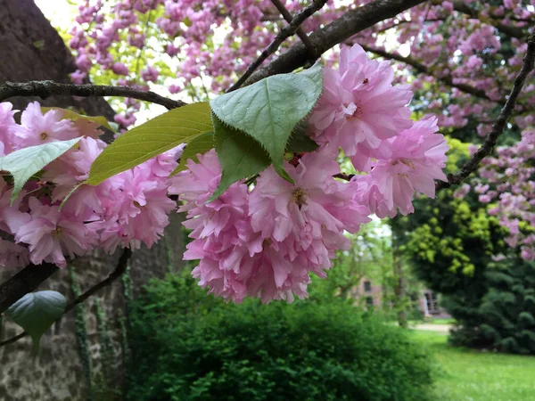 德国特里尔 春天的粉色樱花 — 图库照片