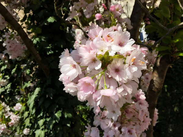 卢森堡的粉色樱花 — 图库照片