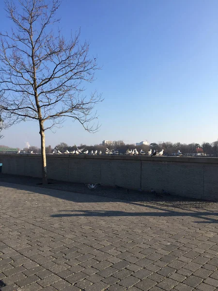 Gaviotas Cerca Del Río Danubio Bratislava Eslovaquia — Foto de Stock