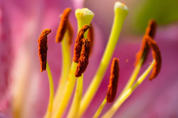 Çiçek Tomurcuğu Makro Fotoğrafı Yakın Plan — Stok fotoğraf