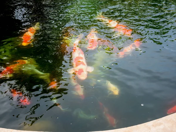 庭の鯉池の鯉 — ストック写真