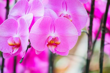 Güzel falaenopsis orkidesi çiçek açan bahçe çiçekleri.