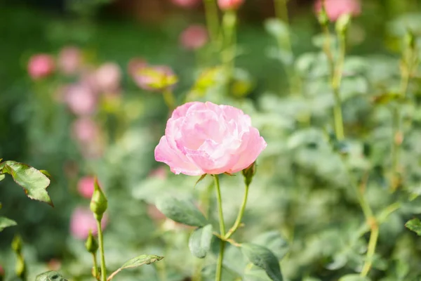 Hermosas Rosas Rosadas Florecen Jardín — Foto de Stock