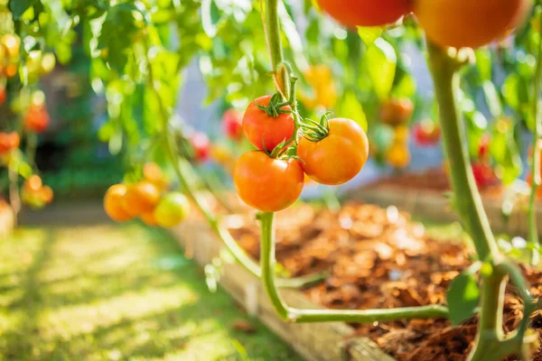 Tomates Rojos Frescos Maduros Que Cuelgan Planta Vid Que Crece — Foto de Stock