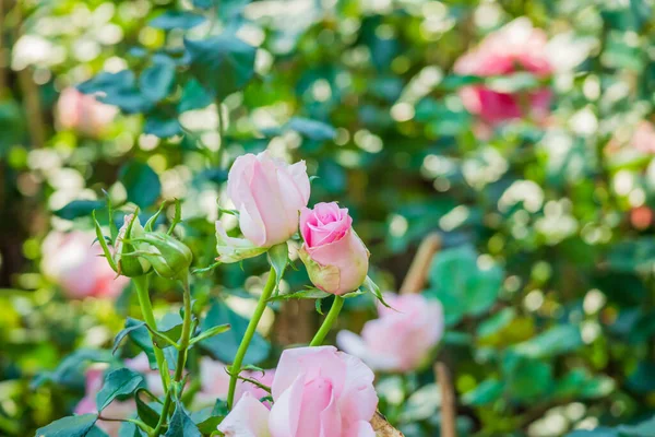 Hermosas Rosas Rosadas Coloridas Florecen Jardín — Foto de Stock