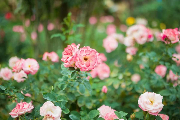 Vackra Färgglada Rosa Rosor Blomma Trädgården — Stockfoto