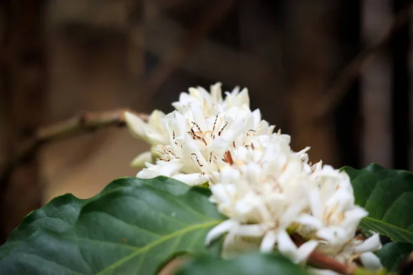 White coffee flowers in green leaves tree plantation close up