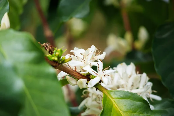 White coffee flowers in green leaves tree plantation close up