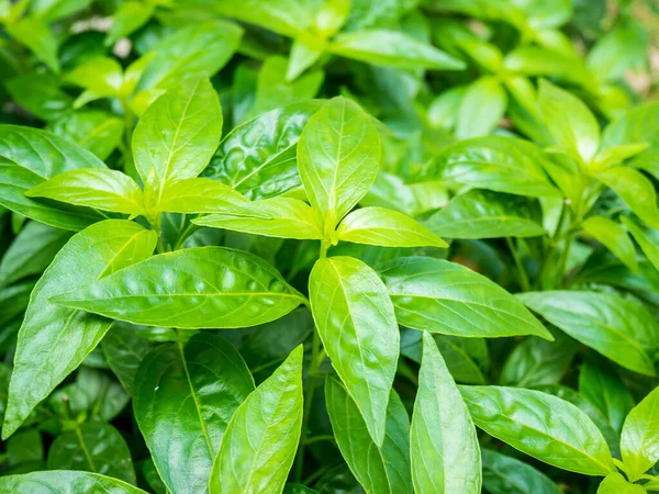 Свіжі Трав Яні Рослини Залишають Andrographis Paniculata Burm Волл Колишні — стокове фото