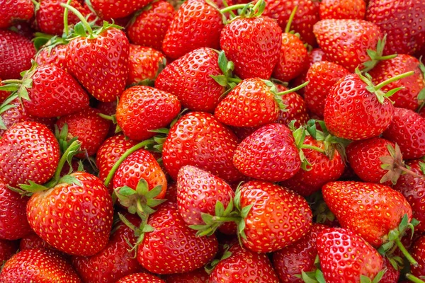 Verse Biologische Aardbeien Fruit Achtergrond Bovenaanzicht Close — Stockfoto