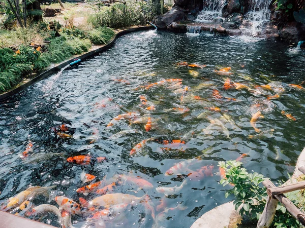 Pesci Koi Nel Laghetto Giardino — Foto Stock