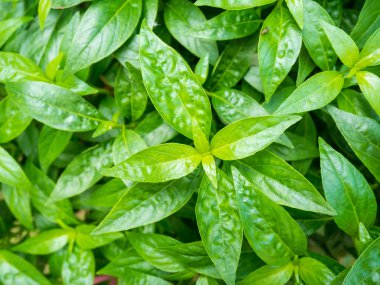 Taze bitkiler Andrographis 'i panikletir (Burm. F) Wall ex Nees