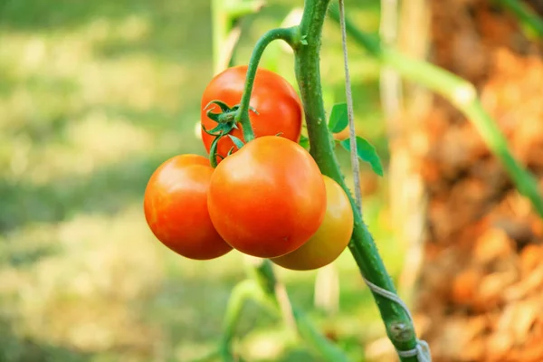 Fresh Red Ripe Tomatoes Hanging Vine Plant Growing Organic Garden — Stock Photo, Image