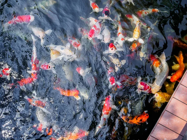 Beautiful Koi Fish Pond Garden — Stock Photo, Image